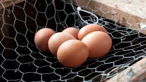 An Odisha cop was suspended for asking for eggs, chicken and cash in bribe.(Getty Images/iStockphoto/Representative) An Odisha cop was suspended for asking for eggs, chicken and cash in bribe.(Getty Images/iStockphoto/Representative)