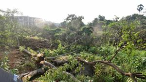 Chopped down trees are seen at Metro car shed in Aarey Colony in Mumbai, India, on Monday, October 7, 2019.(Satyabrata Tripathy/HT Photo) Chopped down trees are seen at Metro car shed in Aarey Colony in Mumbai, India, on Monday, October 7, 2019.(Satyabrata Tripathy/HT Photo)