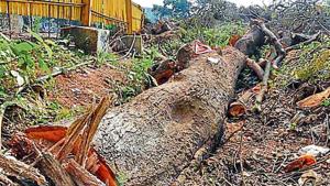 Over 2,000 tress were cut at Mumbai’s Aarey Colony.(HT File image) Over 2,000 tress were cut at Mumbai’s Aarey Colony.(HT File image)