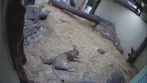 “Trying to relax when you have little ones,” says the caption posted with the video.(Facebook/Edinburgh Zoo) “Trying to relax when you have little ones,” says the caption posted with the video.(Facebook/Edinburgh Zoo)