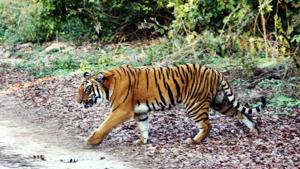 The director of Bandipur Tiger Reserve clarified that the shoot order was only in case things go wrong while capturing the animal and in case it attacks forest staff.(HT File / Represenatational Photo)