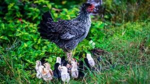 The United States eats more chicken than any other country, and its growing consumption of the meat is harming the environment.(Unsplash) The United States eats more chicken than any other country, and its growing consumption of the meat is harming the environment.(Unsplash)