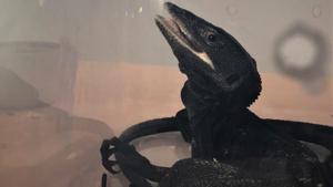 The seized exotic species reptiles will be sent back to Kuala Lumpur in Malaysia.(HT Photo) The seized exotic species reptiles will be sent back to Kuala Lumpur in Malaysia.(HT Photo)
