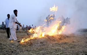 Members of BKU burning stubble at the Fatepur Bakshiwala village on Bhadson Road in Patiala(HT Photo) Members of BKU burning stubble at the Fatepur Bakshiwala village on Bhadson Road in Patiala(HT Photo)