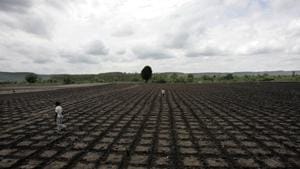 India is the world’s biggest producer of sugar, cotton and pulses and the second-biggest producer of wheat and rice.(Rajanish Kakade/ HT Photo) India is the world’s biggest producer of sugar, cotton and pulses and the second-biggest producer of wheat and rice.(Rajanish Kakade/ HT Photo)