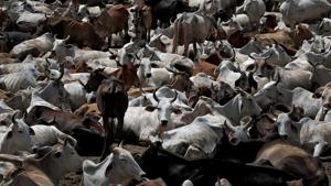 A large number of cattle are going out of Odisha every day to Andhra Pradesh and West Bengal, from where they are being sent to Bangladesh, said Maneka Gandhi, BJP lawmaker and animal rights activist.(Reuters Photo) A large number of cattle are going out of Odisha every day to Andhra Pradesh and West Bengal, from where they are being sent to Bangladesh, said Maneka Gandhi, BJP lawmaker and animal rights activist.(Reuters Photo)