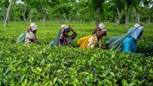 While no ransom call has been received yet, police suspect the abduction is likely to be the handiwork of ULFA (I), the banned anti-talks factions of the rebel outfit which has strong presence in the area.(Bloomberg/ Representative Image) While no ransom call has been received yet, police suspect the abduction is likely to be the handiwork of ULFA (I), the banned anti-talks factions of the rebel outfit which has strong presence in the area.(Bloomberg/ Representative Image)