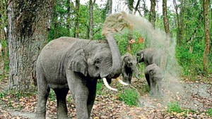 The elephant movement created panic among the villagers of Barahpan, Urati, Jaraha, Gobha and other villages and they left their houses abandoned.(HT image) The elephant movement created panic among the villagers of Barahpan, Urati, Jaraha, Gobha and other villages and they left their houses abandoned.(HT image)