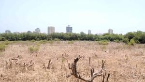 Mangroves at Gorai make up part of the green stretch dividing Mumbai and Mira-Bhayandar municipal corporations.(HT Photo) Mangroves at Gorai make up part of the green stretch dividing Mumbai and Mira-Bhayandar municipal corporations.(HT Photo)