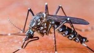 District Inspector of School (DIOS) and Basic Shiksha Adhikari (BSA) give directions to schools in Lucknow on dengue prevention. (Representational image)(Shutterstock) District Inspector of School (DIOS) and Basic Shiksha Adhikari (BSA) give directions to schools in Lucknow on dengue prevention. (Representational image)(Shutterstock)
