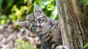 Cats continue to gain weight till maturity.(Unsplash) Cats continue to gain weight till maturity.(Unsplash)