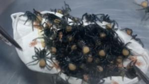 “Opening an egg sac of deadly funnel-web spiders!” says the caption posted along with the video.(Facebook/Australian Reptile Park) “Opening an egg sac of deadly funnel-web spiders!” says the caption posted along with the video.(Facebook/Australian Reptile Park)