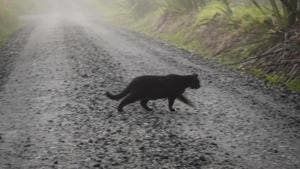 Mistaking a bag full of money for food, the stray cat dragged it to a nearby field. Only Rs 7,000 could be recovered from the total amount of Rs 90,000.(GETTY IMAGES.) Mistaking a bag full of money for food, the stray cat dragged it to a nearby field. Only Rs 7,000 could be recovered from the total amount of Rs 90,000.(GETTY IMAGES.)