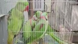 Image shows the parakeets, taken to a Delhi court, inside a cage.(Twitter/@ANI) Image shows the parakeets, taken to a Delhi court, inside a cage.(Twitter/@ANI)