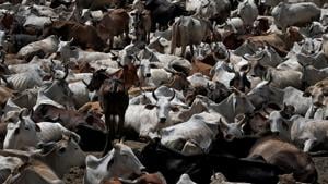 The Ministry of Fisheries, Animal Husbandry & Dairying has released the key results of the 20th livestock census.(Reuters image) The Ministry of Fisheries, Animal Husbandry & Dairying has released the key results of the 20th livestock census.(Reuters image)