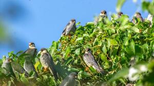 More than a million of Amur falcons raptors stopover in Pangti village, Nagaland for two months.(Sourced Photo) More than a million of Amur falcons raptors stopover in Pangti village, Nagaland for two months.(Sourced Photo)