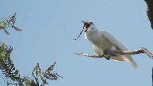 All for love: How the white bellbird, named for being world’s loudest, sings its heart out.(Instagram) All for love: How the white bellbird, named for being world’s loudest, sings its heart out.(Instagram)