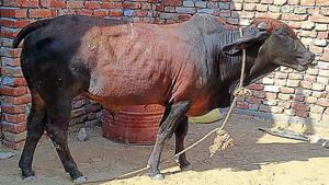 The family plans to send the bull to a cowshed with the hope that a worker there will find the ornaments and return them.(HT Photo) The family plans to send the bull to a cowshed with the hope that a worker there will find the ornaments and return them.(HT Photo)