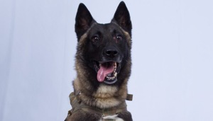 President Donald Trump on Monday outed a military working dog that tracked down the head of the Islamic State.(Donald Trump/Twitter) President Donald Trump on Monday outed a military working dog that tracked down the head of the Islamic State.(Donald Trump/Twitter)