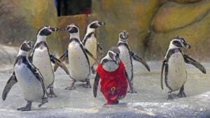 Penguins.(HT file) Penguins.(HT file)