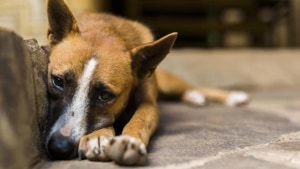 Police said Kavitha had brought a mutt nearly two years ago. She called him Caesar. Image used for representational purpose only.(Getty Images/iStockphoto) Police said Kavitha had brought a mutt nearly two years ago. She called him Caesar. Image used for representational purpose only.(Getty Images/iStockphoto)