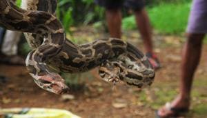 An Indiana woman found with an 8-foot-long (2.4-meter-long) python wrapped around her neck had apparently kept snakes at the residence. (Representative Image)(Pramod Thakur/HT Photo) An Indiana woman found with an 8-foot-long (2.4-meter-long) python wrapped around her neck had apparently kept snakes at the residence. (Representative Image)(Pramod Thakur/HT Photo)