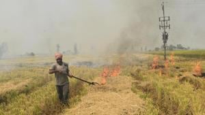 I’ve met several women who’ve been plucking out stubble from the fields. One of them told me that they were too few in number to replace burning with plucking in such a short window of time(Sameer Sehgal/ Hindustan Times) I’ve met several women who’ve been plucking out stubble from the fields. One of them told me that they were too few in number to replace burning with plucking in such a short window of time(Sameer Sehgal/ Hindustan Times)