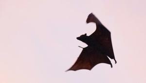 Similar to human experience, cooperative relationships or friendships among vampire bats appear to result from a combination of social preferences together with external environment influences.(Unsplash) Similar to human experience, cooperative relationships or friendships among vampire bats appear to result from a combination of social preferences together with external environment influences.(Unsplash)