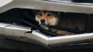 The accused said he had tied the dog behind his car to dispose the body into the forest.(AP Photo/File/Representative) The accused said he had tied the dog behind his car to dispose the body into the forest.(AP Photo/File/Representative)