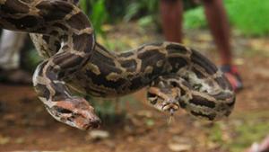 A woman has been found dead with a python wrapped around her neck.(Pramod Thakur/HT Photo) A woman has been found dead with a python wrapped around her neck.(Pramod Thakur/HT Photo)