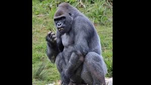 This polite and adorable gesture of the gorilla has made netizens gush.(Unsplash) This polite and adorable gesture of the gorilla has made netizens gush.(Unsplash)