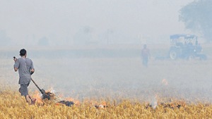 A man burns paddy stubble on a farm in Amritsar.(Reuters Photo) A man burns paddy stubble on a farm in Amritsar.(Reuters Photo)