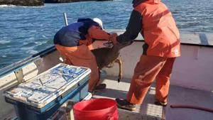 The deer who was seen far offshore was not an easy rescue for the fisherman.(Facebook/Renn Dorr) The deer who was seen far offshore was not an easy rescue for the fisherman.(Facebook/Renn Dorr)