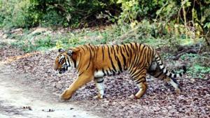 Tiger deaths have alarmed forest officials.(HT Photo) Tiger deaths have alarmed forest officials.(HT Photo)