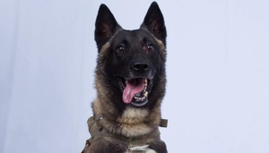 The “hero” dog that assisted the American commandoes in the mission that led to the death of ISIS leader Abu Bakr-al Baghdadi will soon visit the White Hous(Donald Trump/Twitter) The “hero” dog that assisted the American commandoes in the mission that led to the death of ISIS leader Abu Bakr-al Baghdadi will soon visit the White Hous(Donald Trump/Twitter)