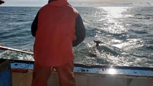 The deer rescued by Ren Dorr and his crew was later released.(Facebook/Ren Dorr) The deer rescued by Ren Dorr and his crew was later released.(Facebook/Ren Dorr)
