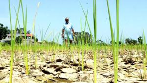 An agriculture department official said the government sanitised the data and found 25.90 lakh beneficiaries eligible for getting the second instalment of Rs 5000.(HT Photo (Representative Image)) An agriculture department official said the government sanitised the data and found 25.90 lakh beneficiaries eligible for getting the second instalment of Rs 5000.(HT Photo (Representative Image))