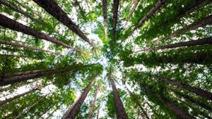 Plants and trees may be better and cheaper options than technology to mitigate air pollution, says a new study.(Unsplash) Plants and trees may be better and cheaper options than technology to mitigate air pollution, says a new study.(Unsplash)