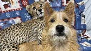 The cheetah named Kris and the rescue dog named Remus at a sleepover.(Twitter/@CincinnatiZoo) The cheetah named Kris and the rescue dog named Remus at a sleepover.(Twitter/@CincinnatiZoo)