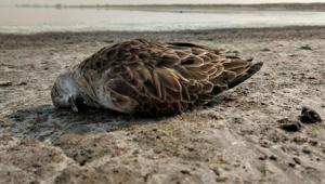 The deaths of migratory birds around the Sambhar lake in Jaipur were reported over a fortnight.(HT Photo) The deaths of migratory birds around the Sambhar lake in Jaipur were reported over a fortnight.(HT Photo)