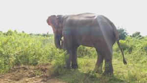 Efforts are now underway to transfer the pachyderm to a bigger reserve forest .(HT Photo) Efforts are now underway to transfer the pachyderm to a bigger reserve forest .(HT Photo)