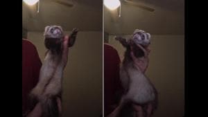 In the video the ferret is seen swaying to the music(TikTok) In the video the ferret is seen swaying to the music(TikTok)