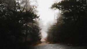 The remains of Route 46 have always been known about but the area was once “taboo”, but today the site is drawing visitors and local authorities are clamouring to turn it into a full-blown tourist attraction -- as another means of countering Nazi propaganda. (Representational)(Unsplash) The remains of Route 46 have always been known about but the area was once “taboo”, but today the site is drawing visitors and local authorities are clamouring to turn it into a full-blown tourist attraction -- as another means of countering Nazi propaganda. (Representational)(Unsplash)
