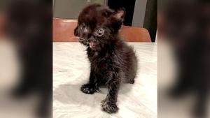 Duo, the two-faced cat, has become an online sensation.(Facebook/Duo the two-faced cat) Duo, the two-faced cat, has become an online sensation.(Facebook/Duo the two-faced cat)
