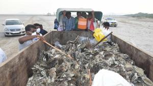 Bombay Natural History society officials check the dead birds at the Sambhar Lake in Jaipur, Rajasthan on Wednesday, November 11, 2019.(Photo by Prabhakar Sharma/ Hindustan Times) Bombay Natural History society officials check the dead birds at the Sambhar Lake in Jaipur, Rajasthan on Wednesday, November 11, 2019.(Photo by Prabhakar Sharma/ Hindustan Times)