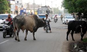 The cattle will be registered through ear tagging that will contain a 12-digit code, with details of the animal and its owner.(HT FILE) The cattle will be registered through ear tagging that will contain a 12-digit code, with details of the animal and its owner.(HT FILE)
