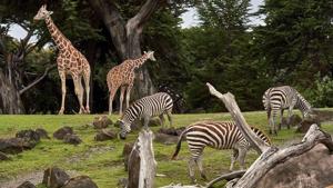 Monitoring the body language of zoo animals is key to their well-being.(Unsplash) Monitoring the body language of zoo animals is key to their well-being.(Unsplash)