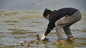 Wildlife Creatures Organization (WCO) members rescues a bird at the Sambhar Salt Lake in Rajasthan.(Photo: PTI) Wildlife Creatures Organization (WCO) members rescues a bird at the Sambhar Salt Lake in Rajasthan.(Photo: PTI)
