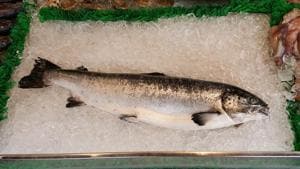 The fish was later weighed at 18.5 kg. (representational image)(Pixabay) The fish was later weighed at 18.5 kg. (representational image)(Pixabay)
