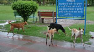 Mitul Pradeep,daughter of Kavi Pradeep said the watchman had confessed on tape that he hit the dog with a stick at the behest of some society members.(HT File / Photo used for representational purpose only) Mitul Pradeep,daughter of Kavi Pradeep said the watchman had confessed on tape that he hit the dog with a stick at the behest of some society members.(HT File / Photo used for representational purpose only)